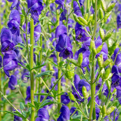 Monkshood Aconitum Napellus Perennial Flower Seeds - Monkshood Flower Seeds for Garden