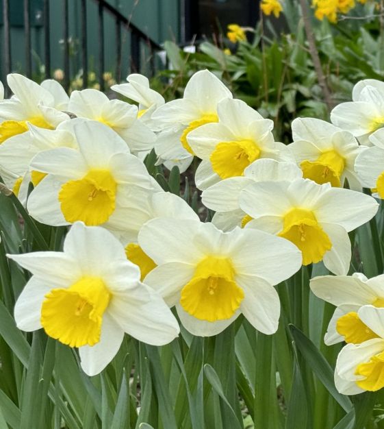 daffodil-flower-seeds-white-yellow-fresh-100-pcs