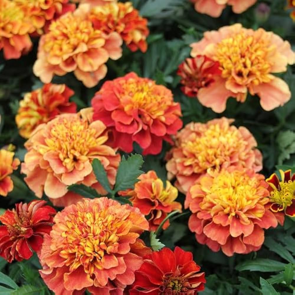 Marigold French Strawberry Blonde Seeds - Marigold Flower Seeds for Garden