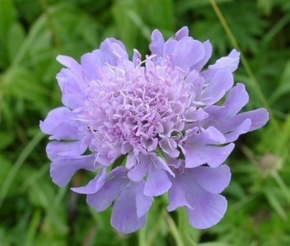 Scabiosa Graminifolia Seeds for Garden Planting