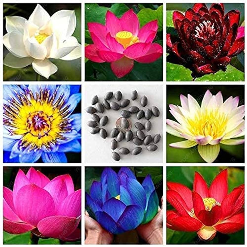 lotus-mix-flower-seeds-all-mixed-colors-sacred-aquatic-blooms