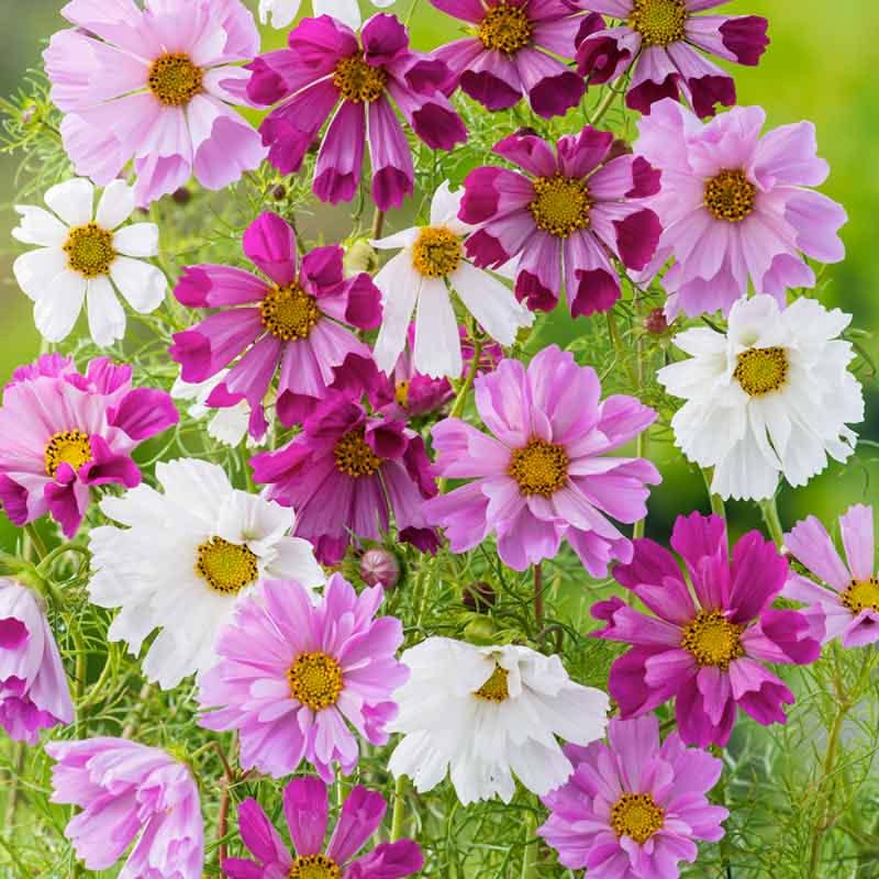 mixed-flower-seeds-for-gardening-shells-brand