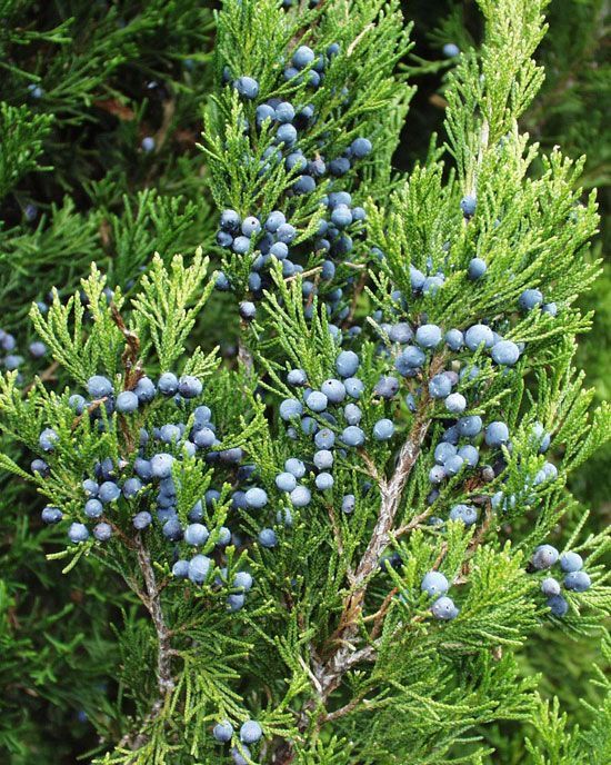 Common Junipers Seeds Juniperus Communis Screening Evergreen Border