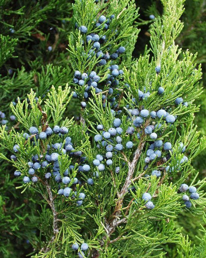 Common Junipers Seeds Juniperus Communis Screening Evergreen Border