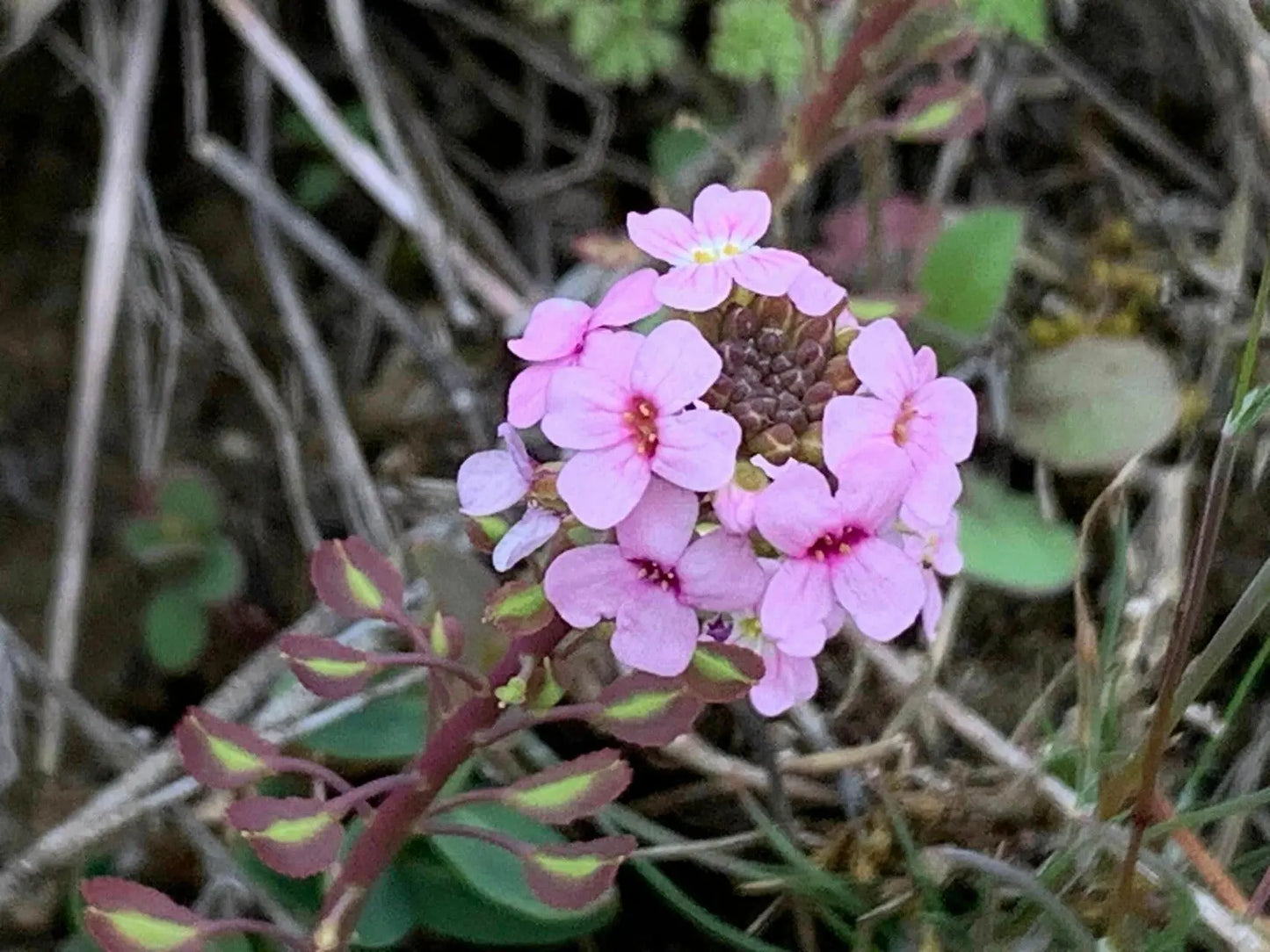 Aethionema saxatile Flower Seeds – Rock Garden Perennial for Planting