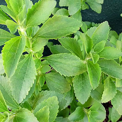 Stevia Herb Seeds for Planting – Natural Sweetener Plant for Home Gardens