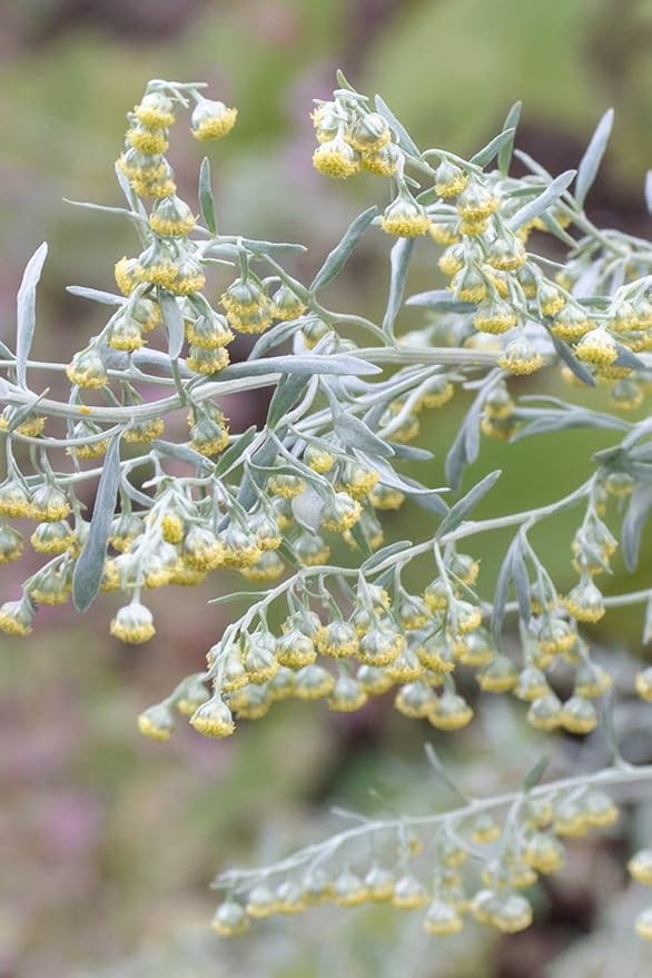 Wormwood Seeds for Planting – Artemisia absinthium Aromatic Medicinal Perennial Herb