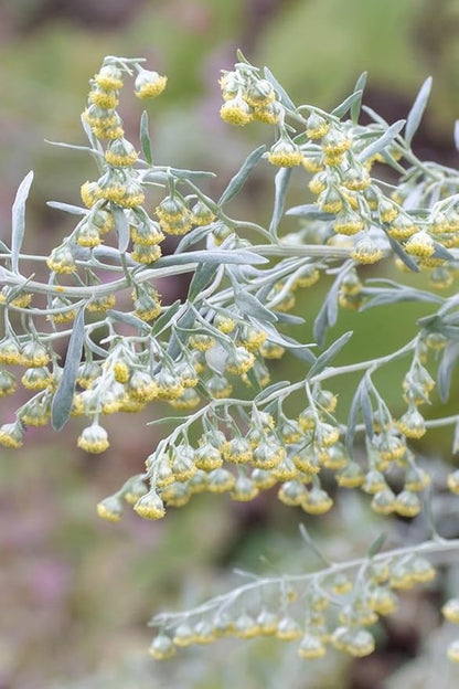Wormwood Seeds for Planting – Artemisia absinthium Aromatic Medicinal Perennial Herb
