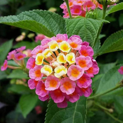 Mixed Lantana Camara Seeds for Planting – Colorful Hardy Perennial Flower Seeds