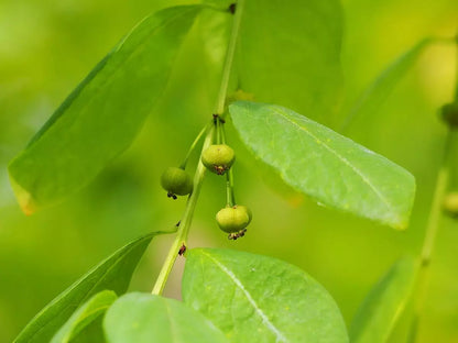 Securinega Suffruticosa Seeds for Garden Planting