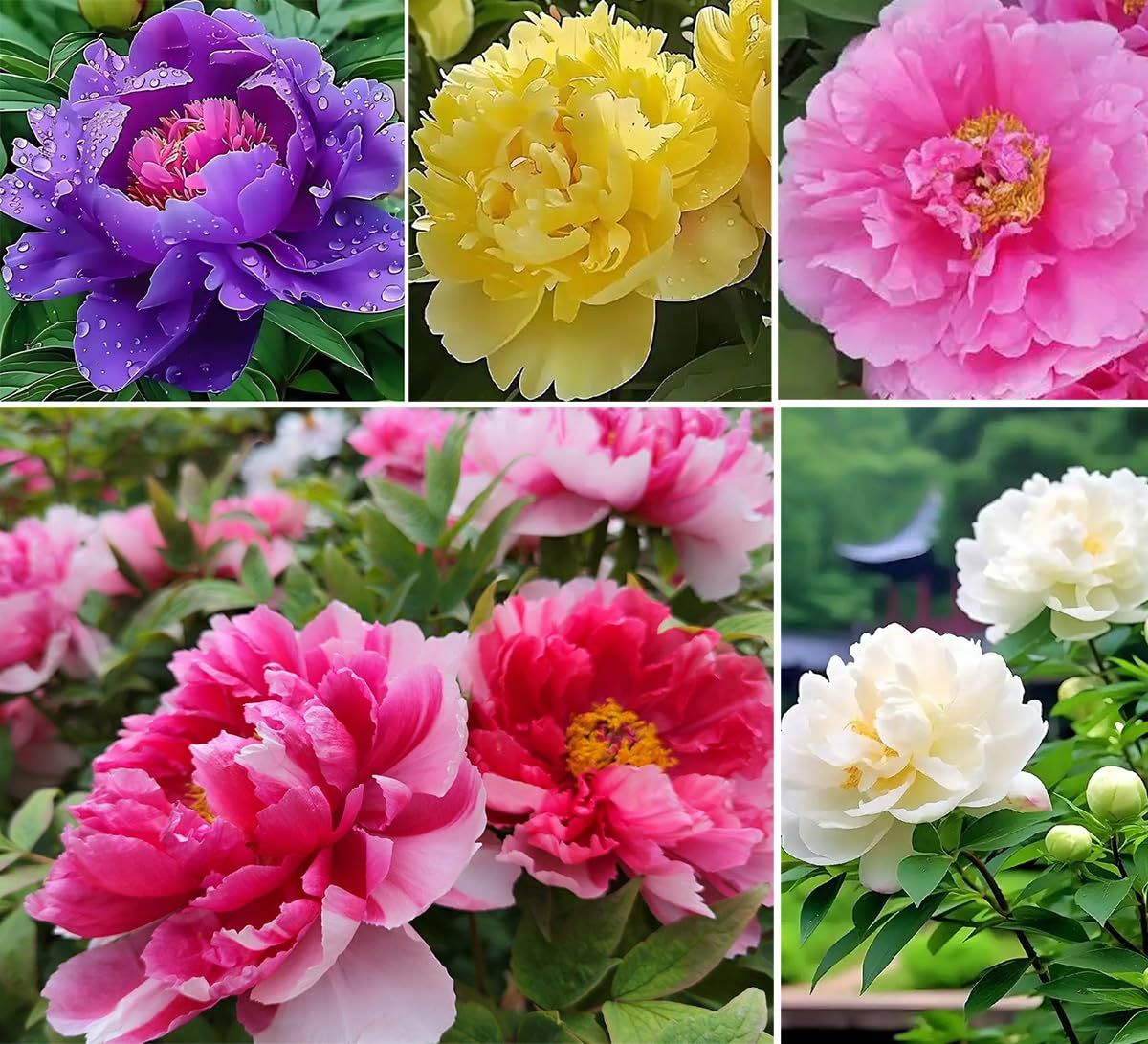 mixed-peony-seeds-popular-flowering-perennial-plant-with-large-fragrant-blooms