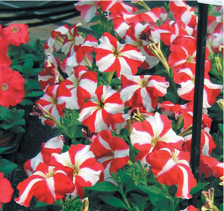 petunia-red-white-star-flower-seeds-for-planting