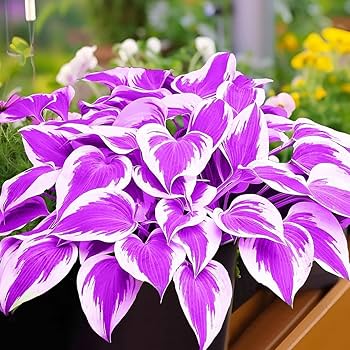 purple-hosta-seeds-perennial-hosta-plants-for-outdoor-gardens