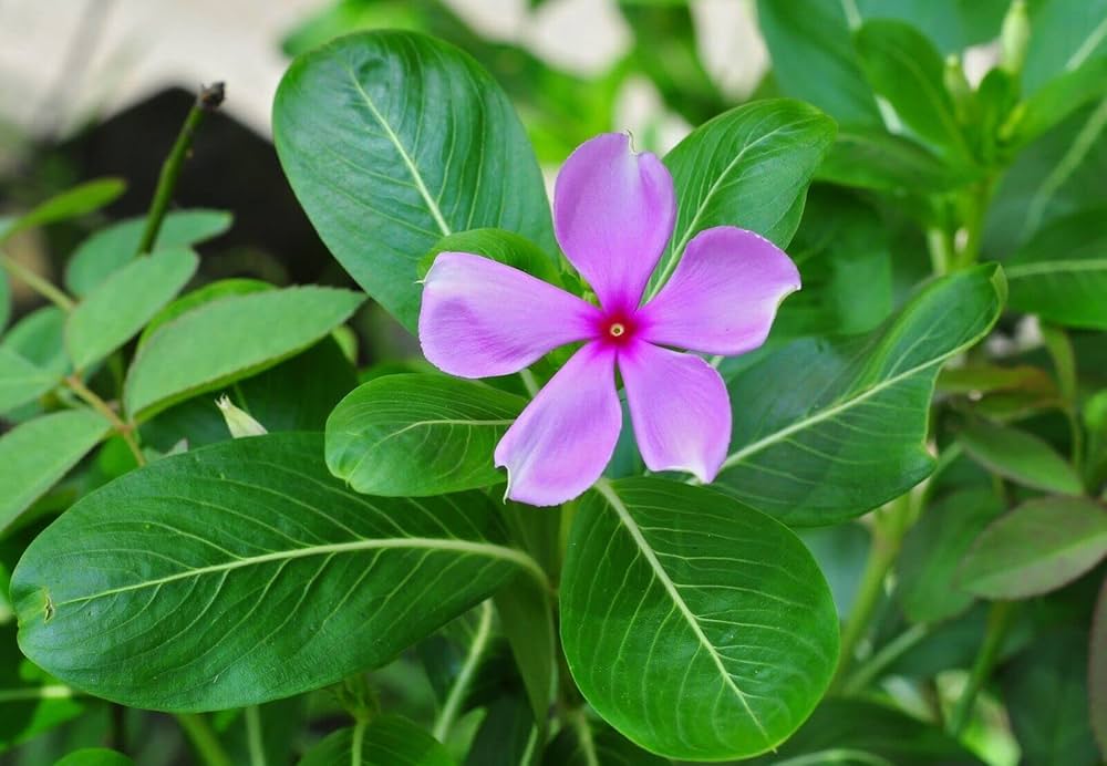 Vinca Minor Seeds for Planting - Evergreen Ground Cover