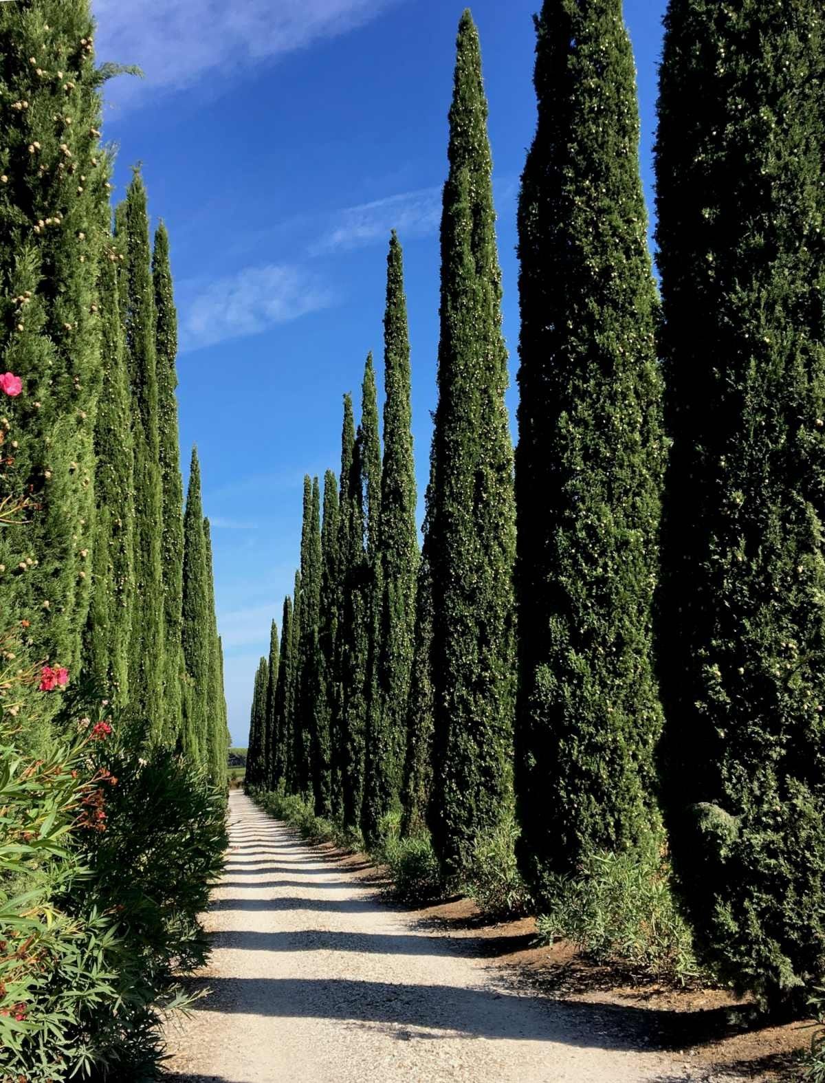 Italian Cypress Narrow Columnar Tree Seeds Cupressus Sempervirens Stricta