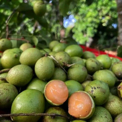 Lemon Sweet Spanish Lime Seeds for Planting