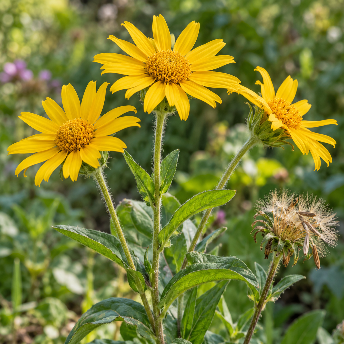 Yellow Meadow Arnica Flower Seeds for Planting – Fresh 50 pcs