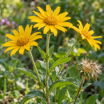 Yellow Meadow Arnica Flower Seeds for Planting – Fresh 50 pcs