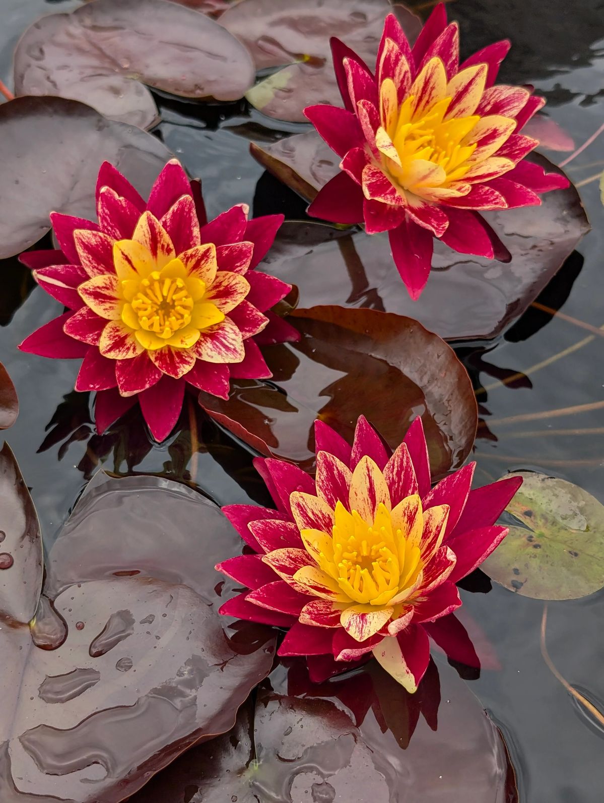Waterlily Lotus Kamal Flower Seeds Red Non-GMO Eco-Pack