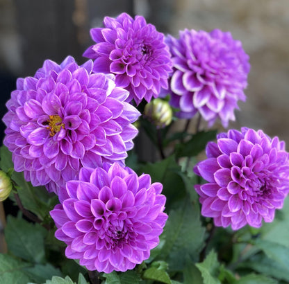 Purple Marigold Seeds – Flower Seeds (Tagetes / Purple Marigold Variety)