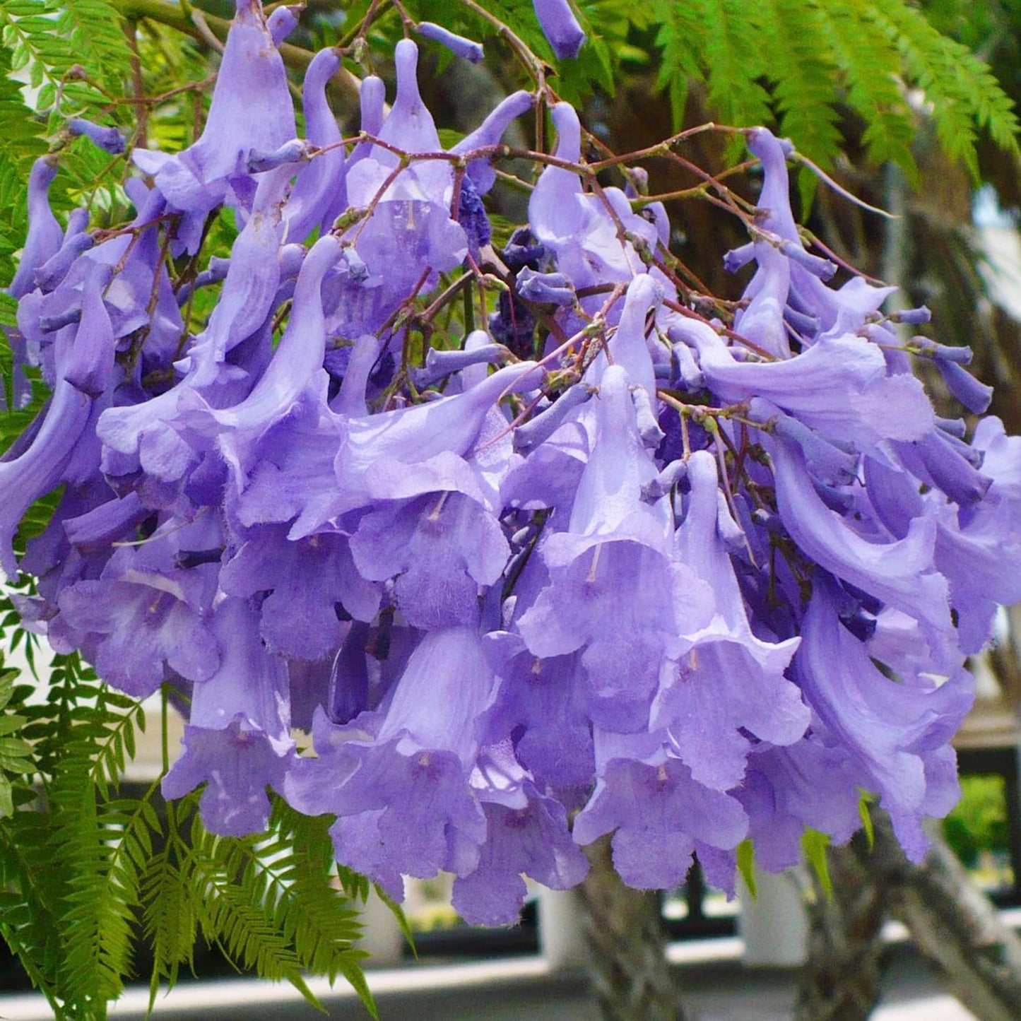Mimosifolia Fern Tree Seeds - Fern Tree Seeds for Garden