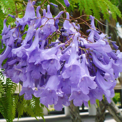 Mimosifolia Fern Tree Seeds - Fern Tree Seeds for Garden