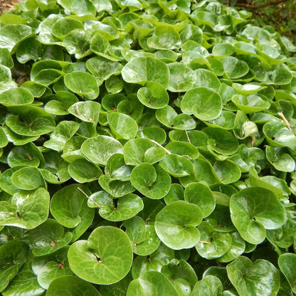 Canadian Wild Ginger Seeds for Planting – Asarum canadense Perennial Ground Cover Herb