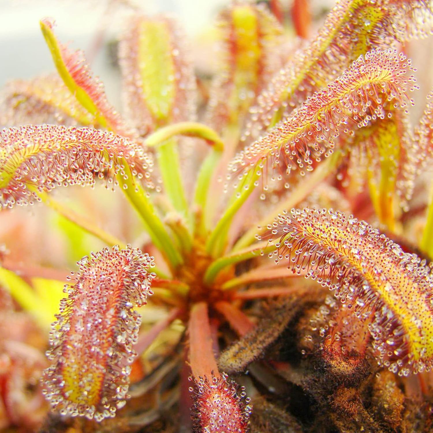 sundew-seeds-drosera-carnivorous-plants-insect-capturing-ornamental