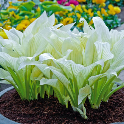 White Feather Hosta August Lily Flower Seeds - Hosta Flower Seeds for Garden