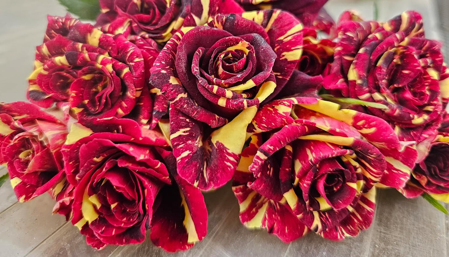 Ma Cherie Roses Seeds - Rose Flower Seeds for Garden