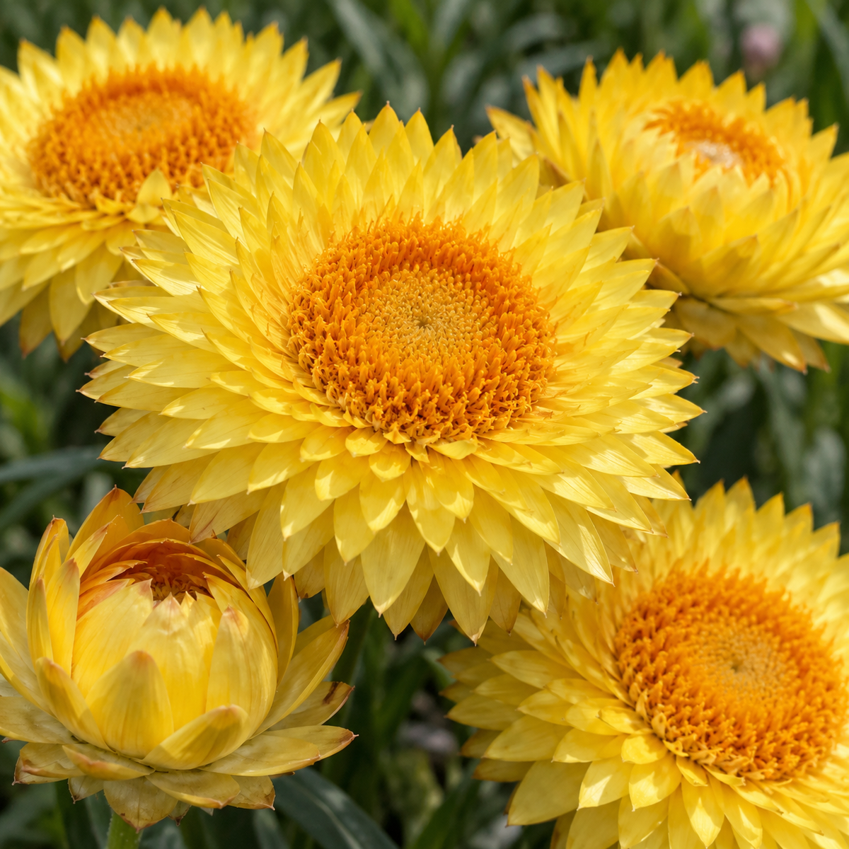 yellow-strawflower-seeds-for-planting