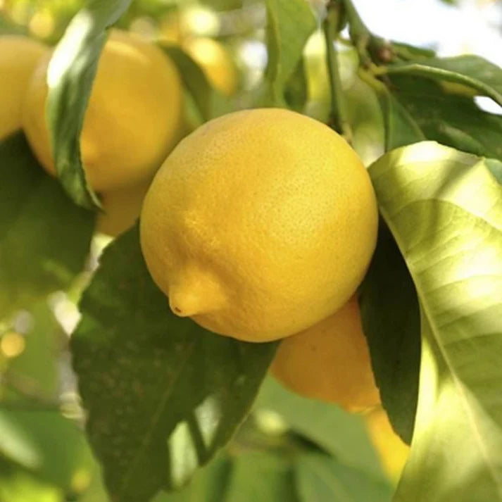 eureka-lemon-seeds-for-planting-grow-fresh-citrus-at-home