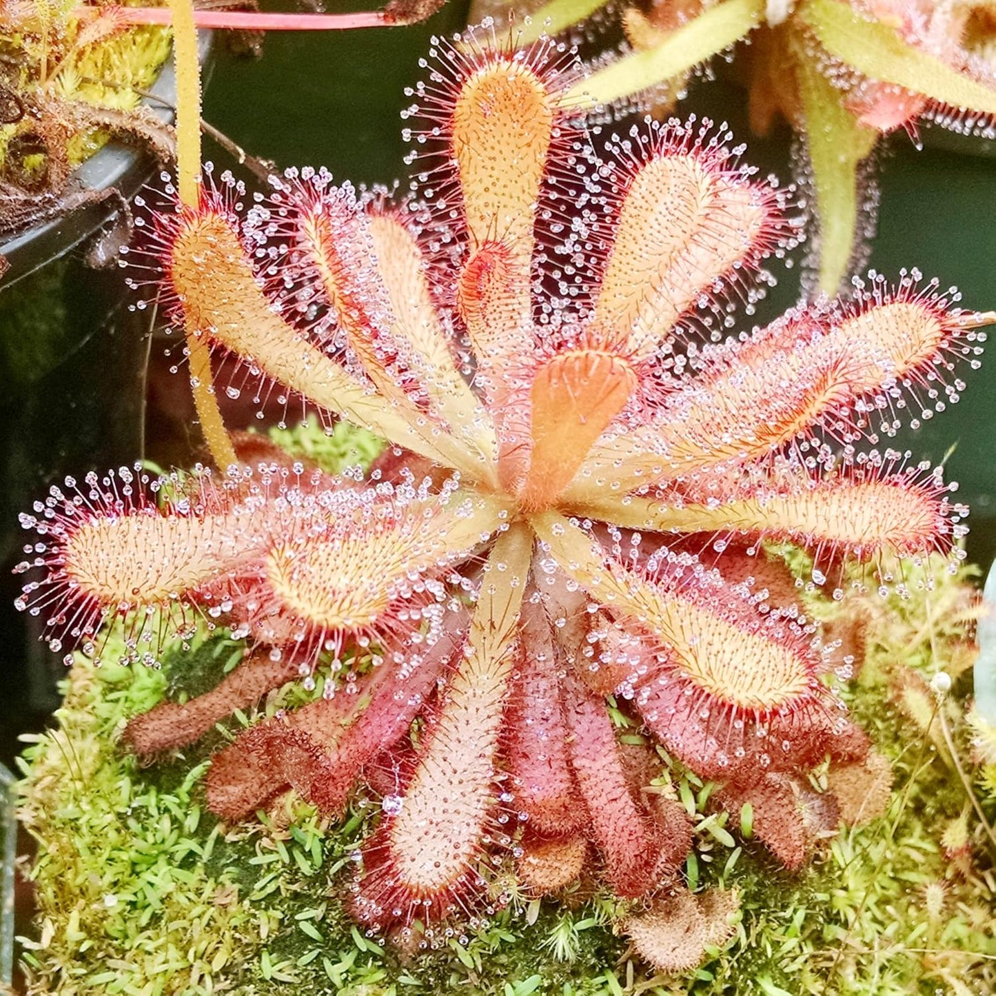 Sundew Seeds Drosera Carnivorous Plants Insect Capturing Ornamental