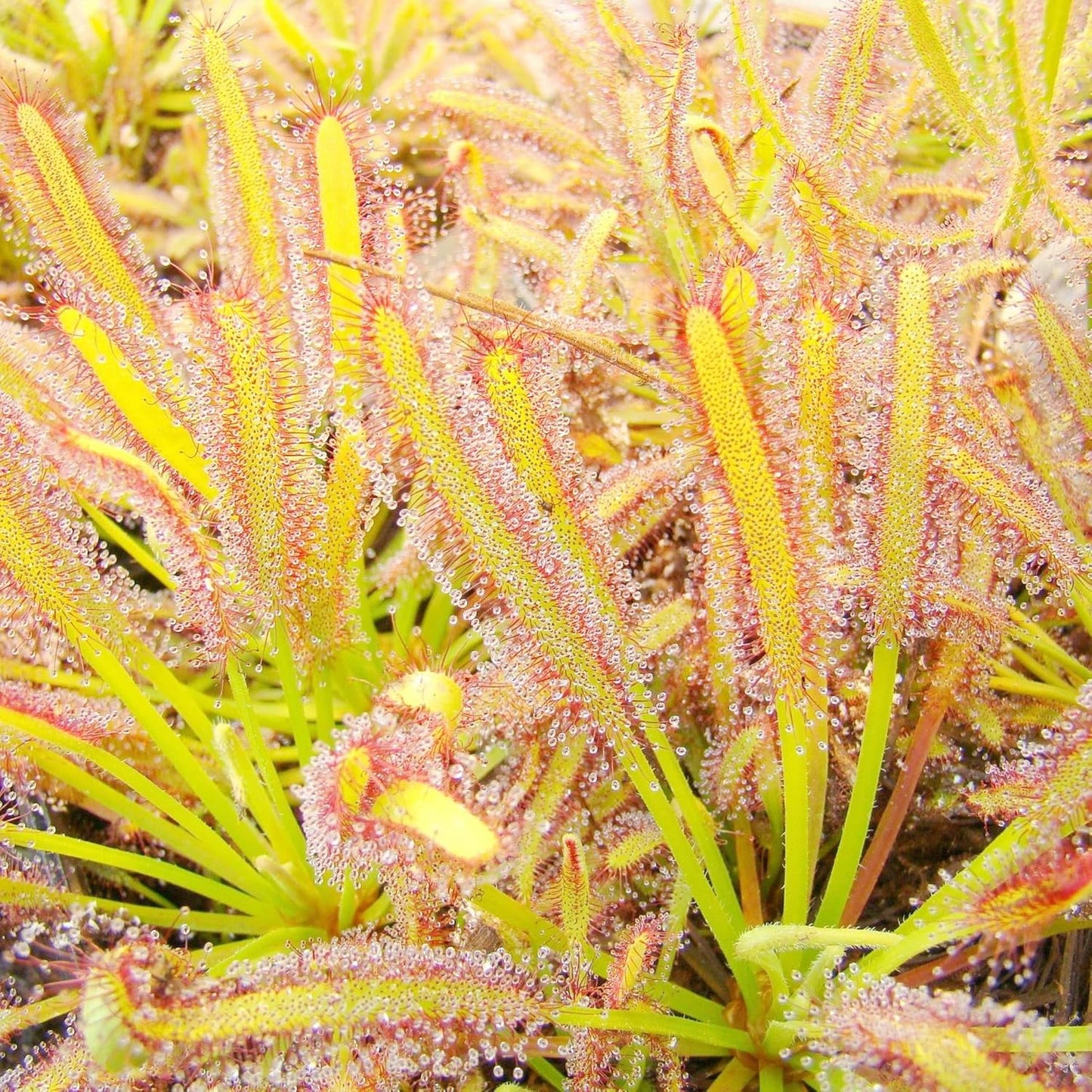Sundew Seeds Drosera Carnivorous Plants Insect Capturing Ornamental