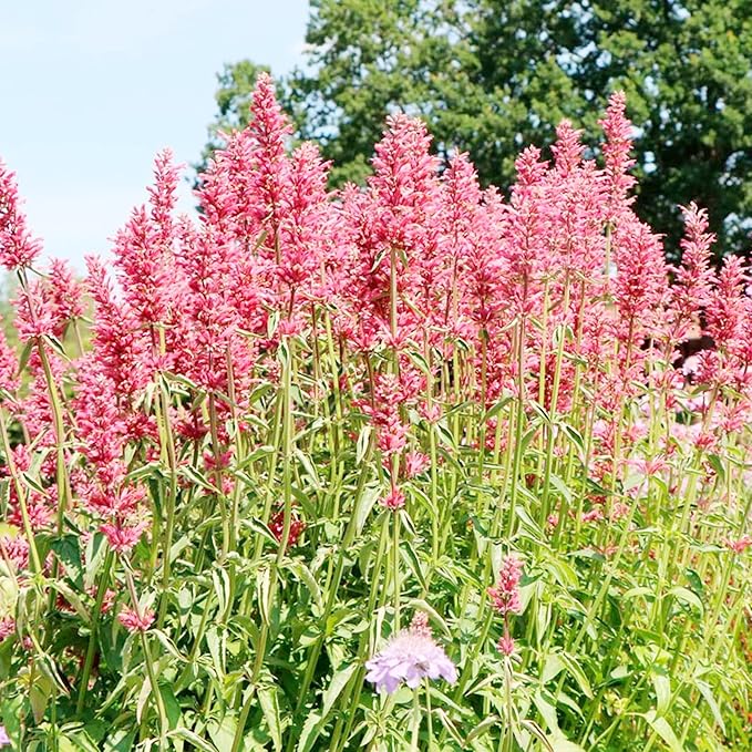 hummingbird-mint-seeds-agastache-heather-queen-fragrant-blooms-pollinator-friendly