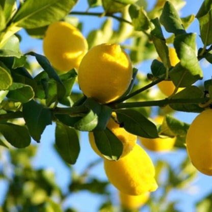 Eureka Lemon Seeds for Planting – Grow Fresh Citrus at Home