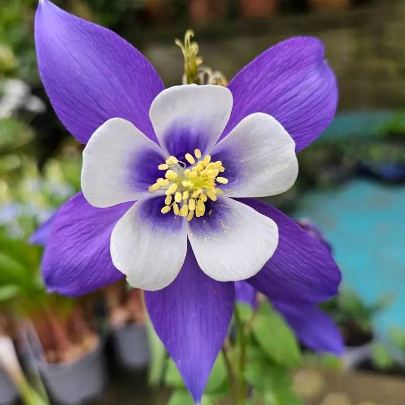 Aquilegia Saximontana Seeds for Garden Planting