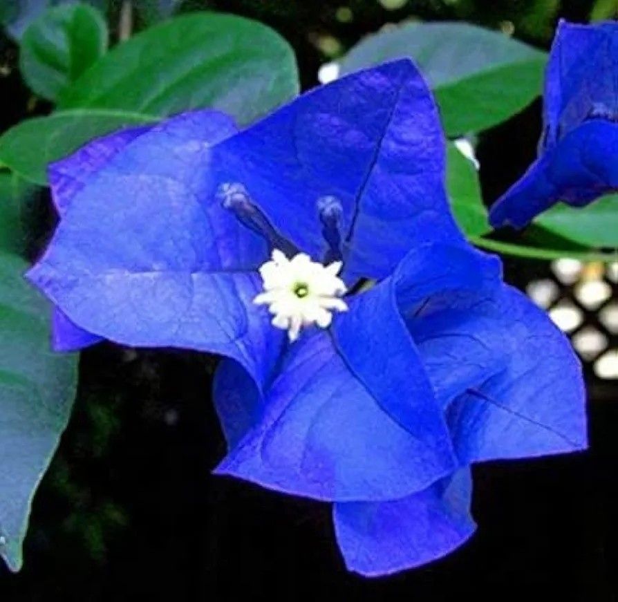 Blue Bougainvillea Spectabilis Seeds Vibrant Tropical Climber