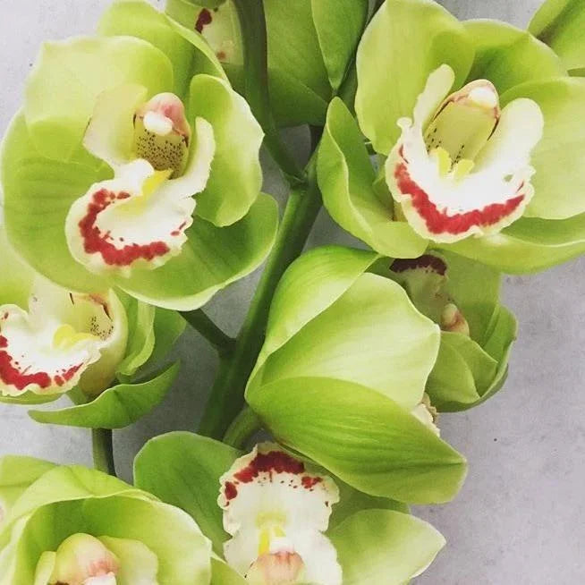Cymbidium Orchid Seeds for Indoor and Outdoor Growing