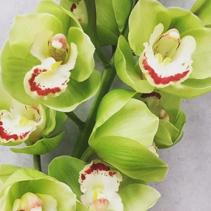 Cymbidium Orchid Seeds for Indoor and Outdoor Growing