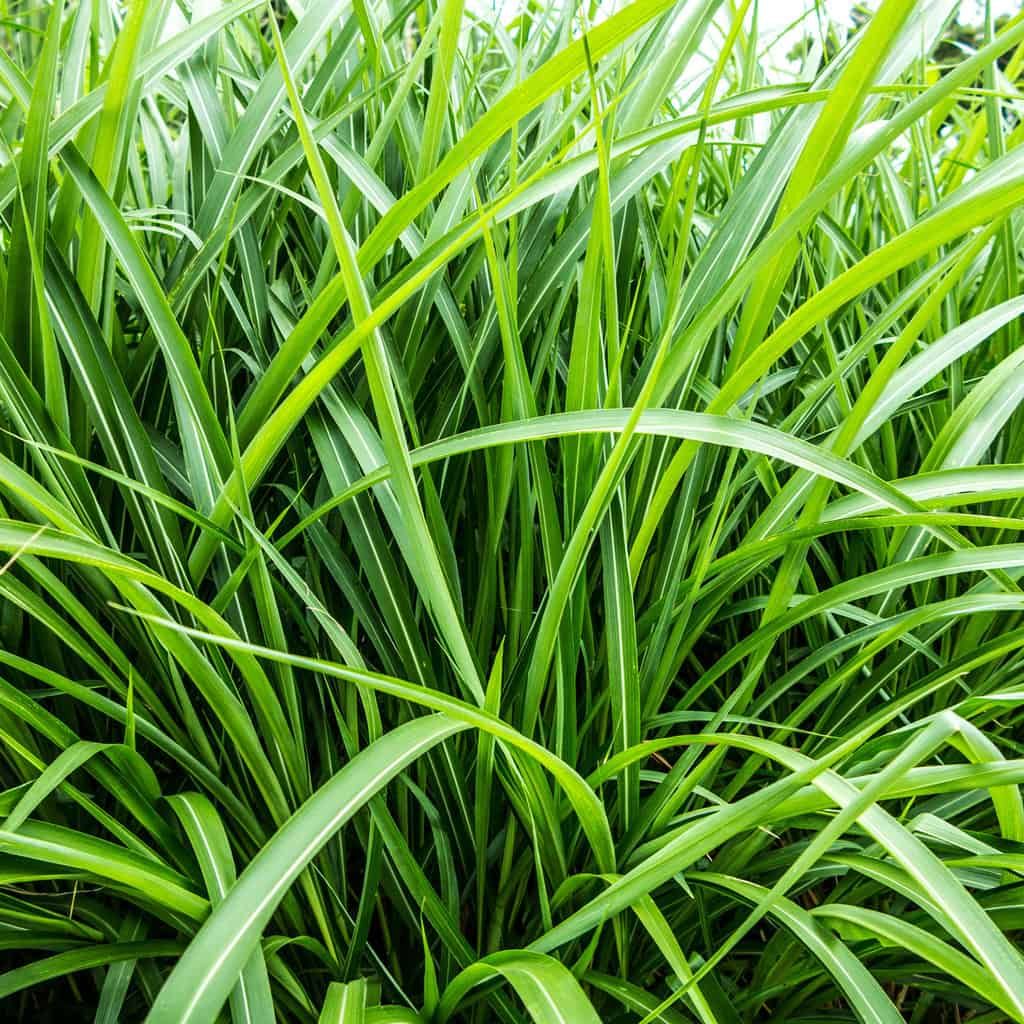 Vetiver Seeds for Planting - Khus Vetiveria zizanioides