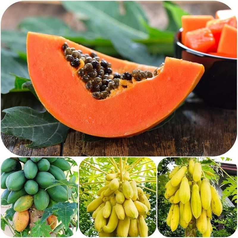 papaya-mixed-fruit-seeds-for-planting