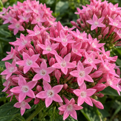 Pentas Lanceolata Flower Seeds for Planting – Fresh Bulk Seeds