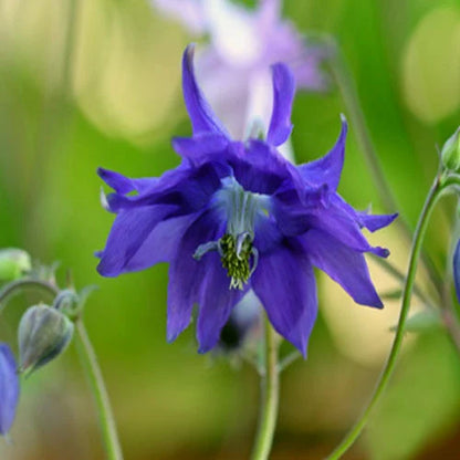 Aquilegia Clematiflora Blue Flower Seeds for Garden Planting