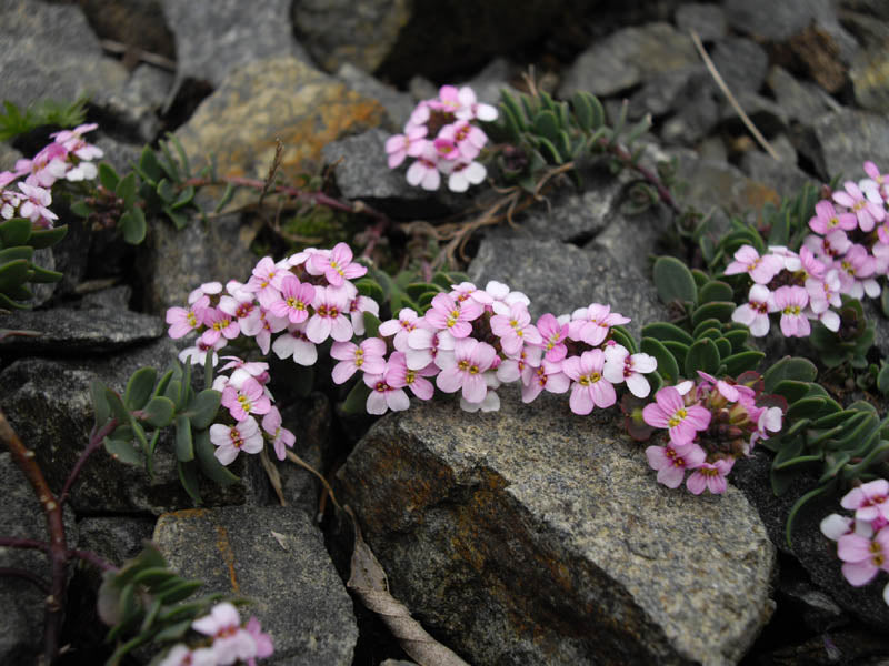 Aethionema saxatile Flower Seeds – Rock Garden Perennial for Planting