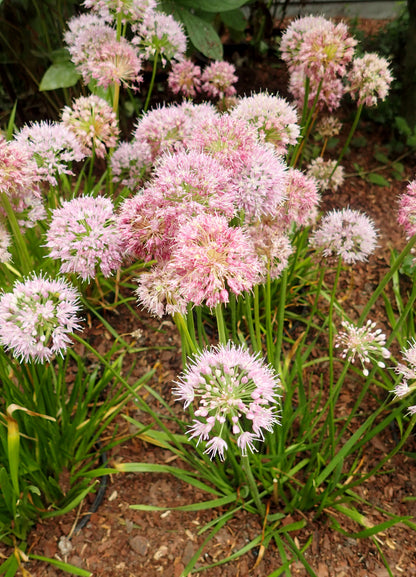 Allium nutans Flower Seeds – Elegant Perennial Ornamental Onion for Gardens