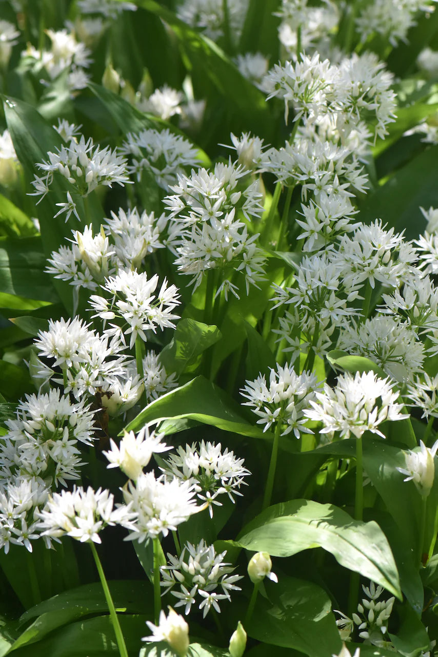 Allium Ursinum Flower Seeds for Garden Planting