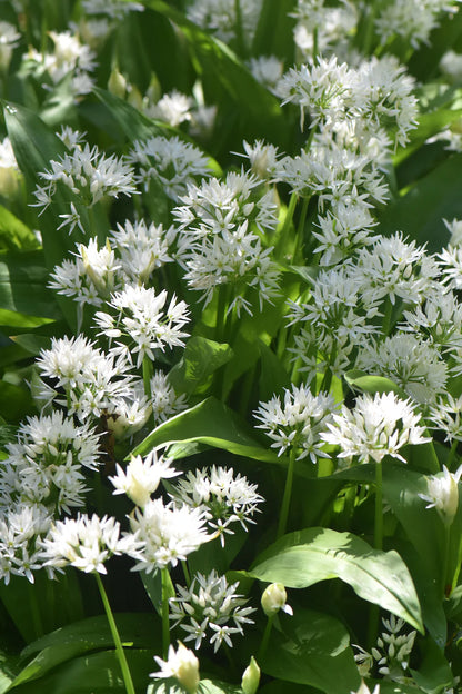 Allium Ursinum Flower Seeds for Garden Planting