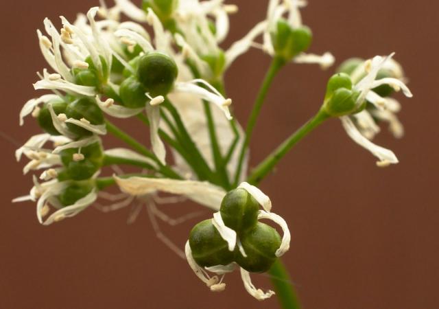 Allium Ursinum Flower Seeds for Garden Planting