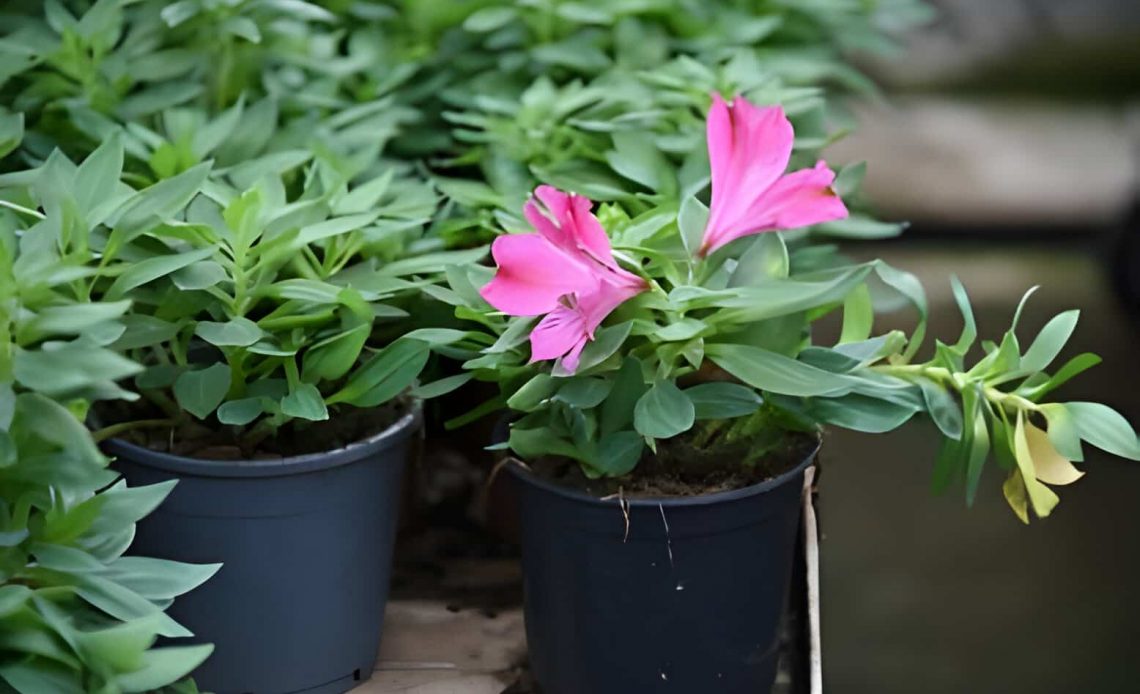 Peruvian Lily Flower Seeds for Planting – Seeds for Alstroemeria Blooms